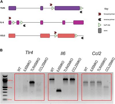 Skeletal Muscle <mark class="highlighted">Myofibers</mark> Directly Contribute to LPS-Induced Systemic Inflammatory Tone